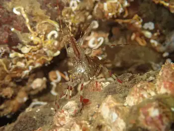 Coonstripe Shrimp