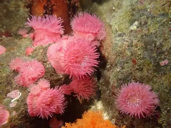 Proliferating Anemones