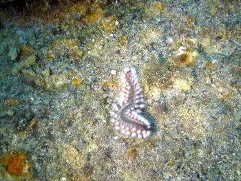Bearded Fire Worm