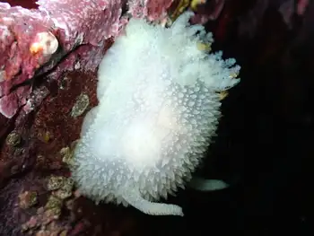 Pilose Dorid