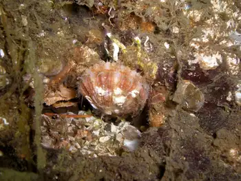Smooth Pink Scallop