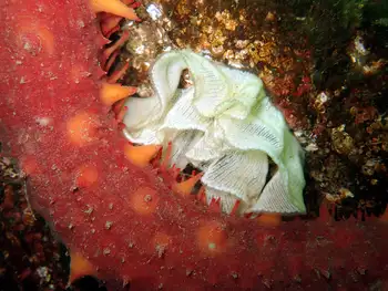California Sea Cucumber