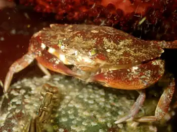 Hairy Rock Crab