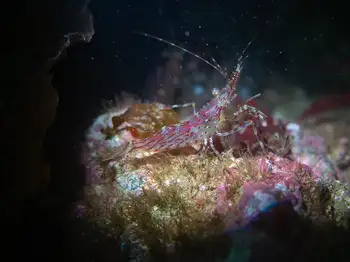 coonstripe shrimp