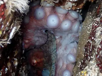 Giant Pacific Octopus
