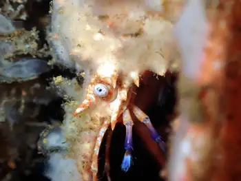Longhorn Decorator Crab