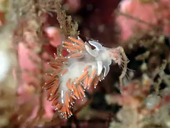 Red Gilled Nudibranch