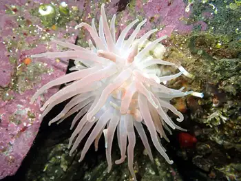 Crimson Anemone