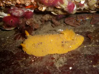 Porcelain Crab