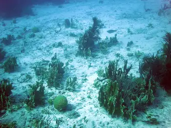Fire Coral