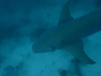 Nurse Shark