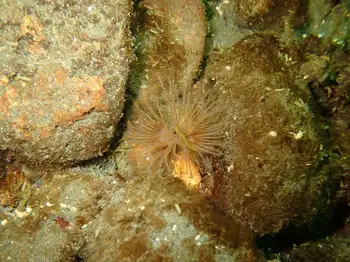 Feather Duster Worm
