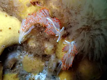 Horned Nudibranchs