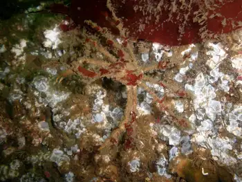 Graceful Decorator Crab