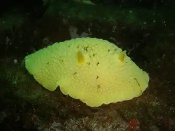 Monterey Sea Lemon