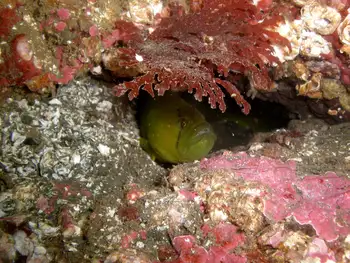 Longfin Gunnel