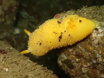 Monterey Sea Lemon