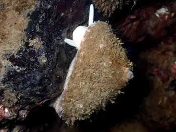 Rough Keyhole Limpet