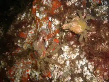Moss Crabs