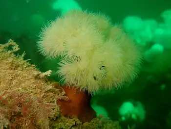 Metridium Anemone