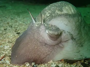 Moon Snail