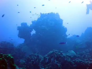 Coral