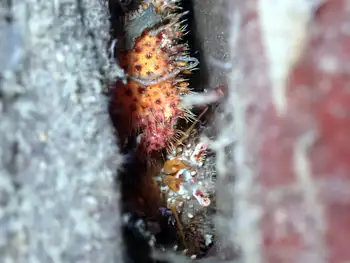 Spiny Lithoid Crab