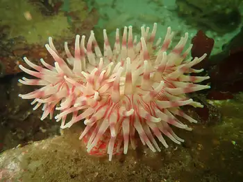 Painted Anemone
