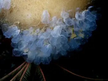 Transparent Sea Squirts