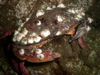 Red Rock Crab