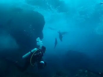 galapagos sea lion