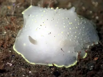 Yellow Rimmed Nudibranch