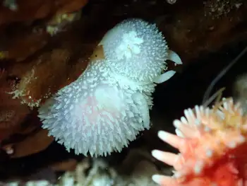 Pilose Dorids