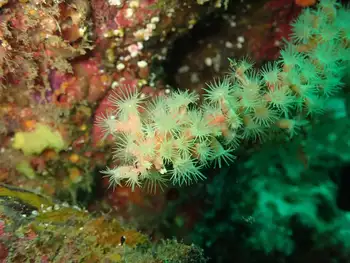 Zoanthids