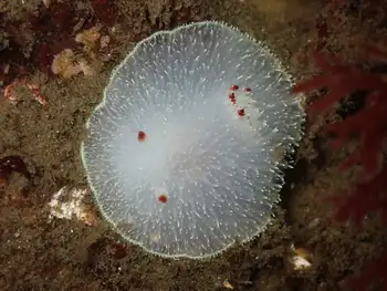 Nanaimo Nudibranch