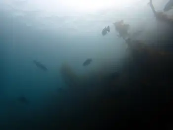 Dive Site