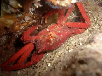 Northern Kelp Crab