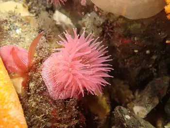 Proliferating Anemone