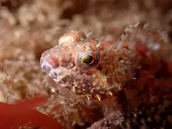 Scalyhead Sculpin