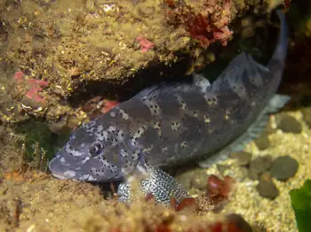 kelp greenling