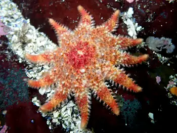Rose Star