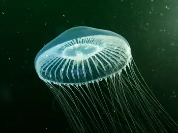 Water Jelly