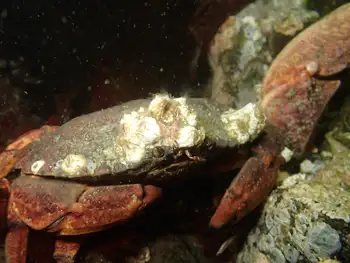 Red Rock Crab
