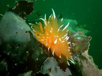 Golden Dirona Nudibranch