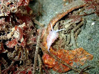 Red Flabellina Nudibranch