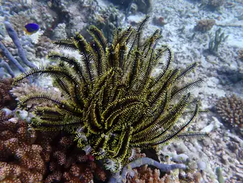 bennet's feather star