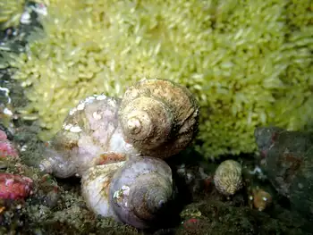eggs dusky turban snail
