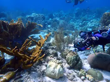 Fused Staghorn Coral