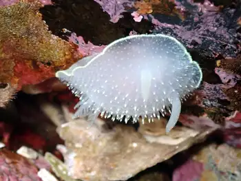 Yellow Margin Dorid