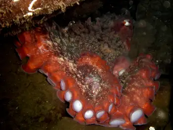 Giant Pacific Octopus